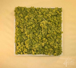 Ein quadratisches grünes Moosbild